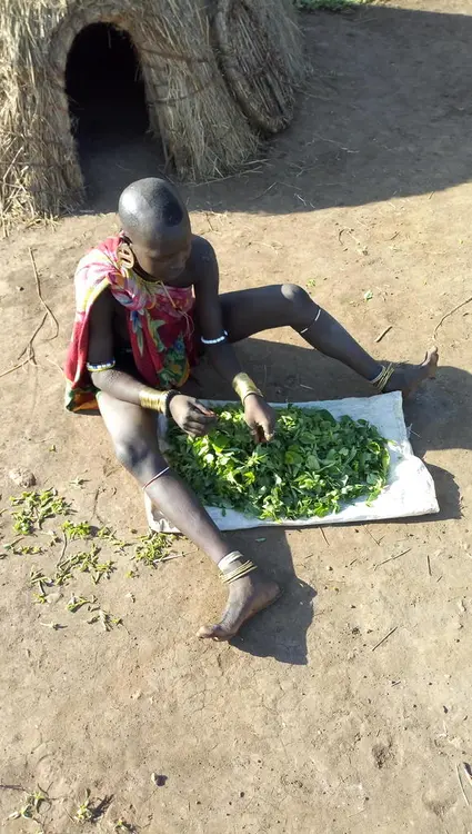 ሙዋይ ኢሲ ኪኖይ 